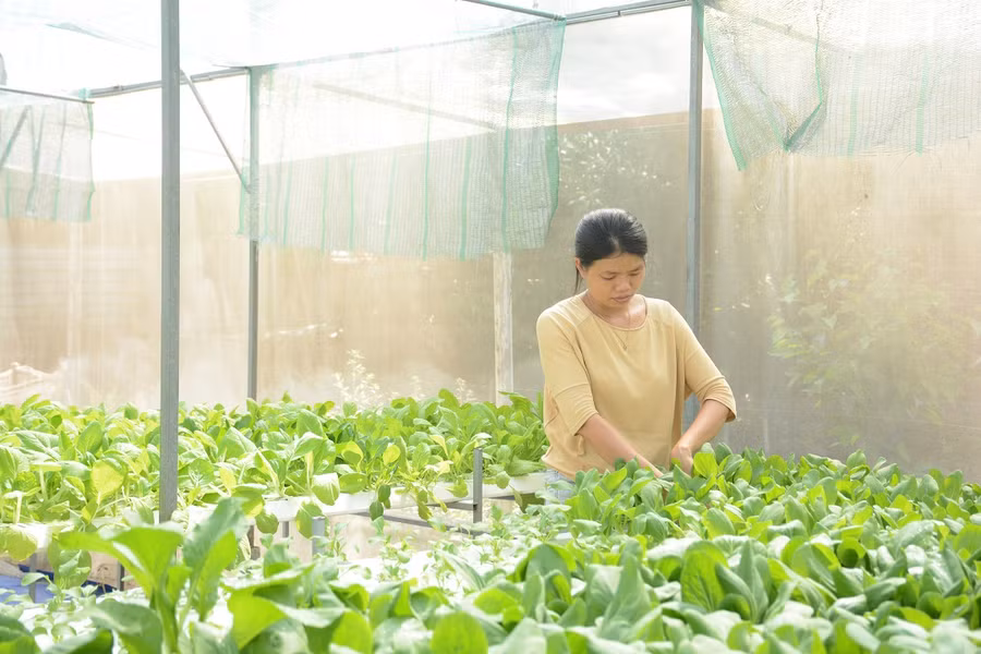 Chị Phượng trước đây làm công nhân trồng rau ở Hàn Quốc. Ảnh: TẤN ĐẠT