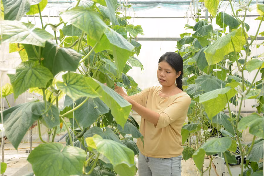 Chị Phượng đam mê làm nông. Ảnh: TẤN ĐẠT