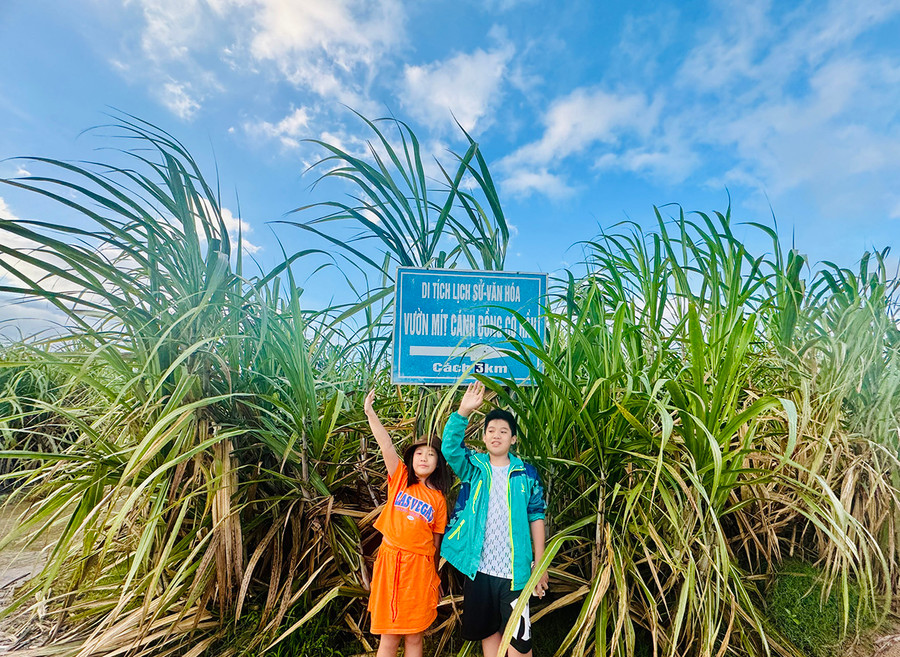 Lao xao ruộng mía, đường đến Cánh đồng Cô Hầu. Ảnh: Nguyễn Thị Diễm