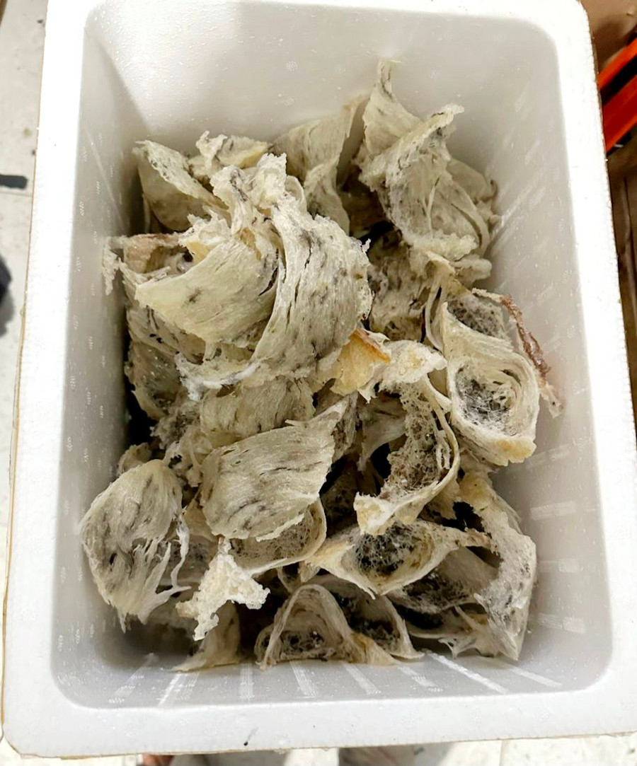 Số lượng tổ yến thô mỗi lần thu hoạch từ 1,5 - 2kg.