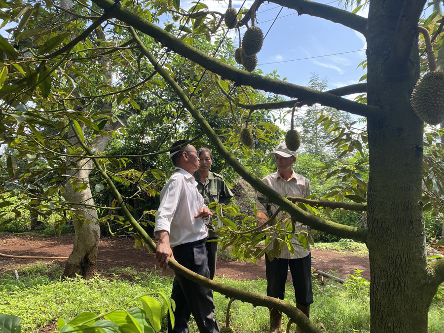 Chỉ còn ít tháng nữa, các vườn sầu riêng ở địa bàn tỉnh Đắk Lắk sẽ bước vào kì thu hoạch, dự kiến sẽ có rất nhiều thương lái đến thu mua. Ảnh: Bảo Trung Chỉ còn ít tháng nữa, các vườn sầu riêng ở địa bàn tỉnh Đắk Lắk sẽ bước vào kì thu hoạch, dự kiến sẽ có rất nhiều thương lái đến thu mua. Ảnh: Bảo Trung