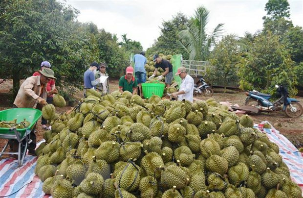 Thu mua sầu riêng tại nhà vườn ở thị xã Buôn Hồ, tỉnh Đắk Lắk. (Ảnh: Hoài Thu/TTXVN)