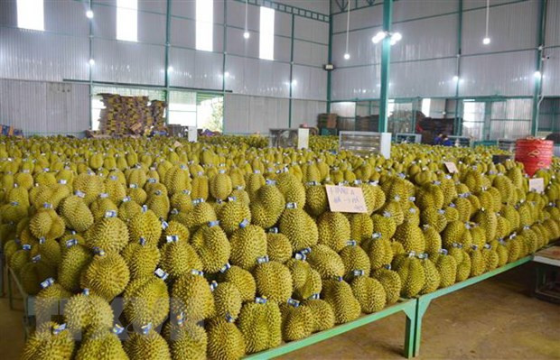 Vụ mùa sầu riêng năm 2023 tại Đắk Lắk được mùa, được giá. (Ảnh: Hoài Thu/TTXVN)