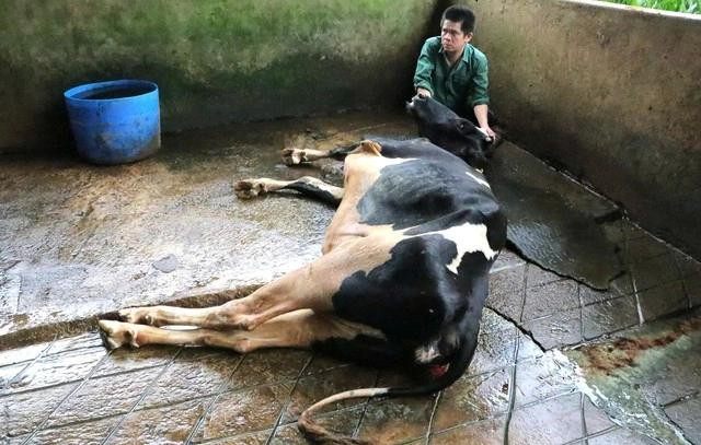 Một bò sữa đang cho sữa trị giá từ 40-60 triệu đồng. ẢNH: LÂM VIÊN