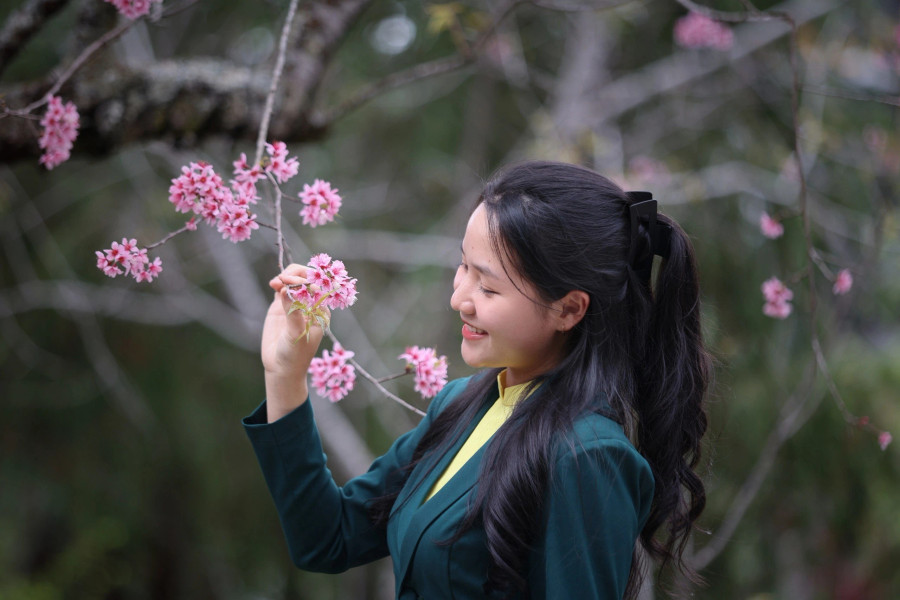 Nữ sinh Trường ĐH Đà Lạt bên hoa mai anh đào cuối tháng tư. Ảnh: BÁ DUY