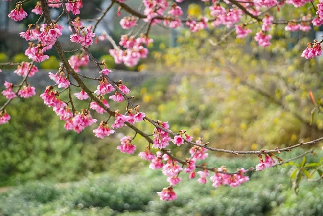 Vẻ đẹp của hoa anh đào tại Mộc Châu (Sơn La). (Ảnh: Khánh Hòa/TTXVN)