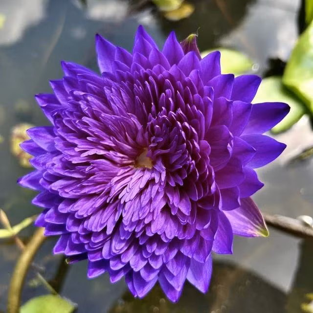 Hoa súng Thái khao tím đậm có giá trị tiền triệu mỗi cây. Ảnh: DUY TÂN