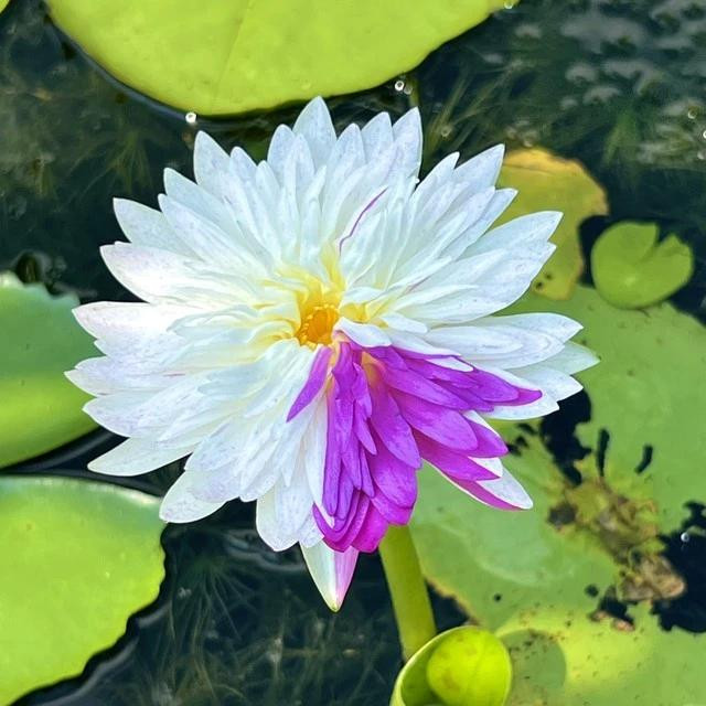 Hoa súng Thái khao tím. Ảnh: DUY TÂN Hoa súng Thái khao tím. Ảnh: DUY TÂN