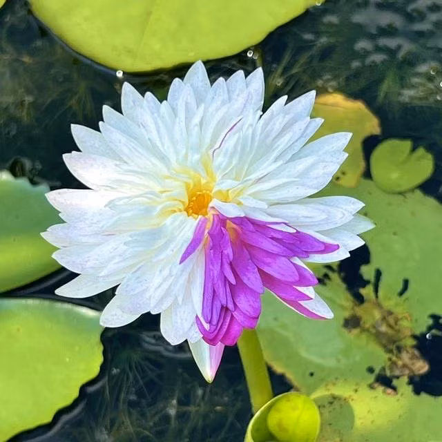 Hoa súng Thái khao tím. Ảnh: DUY TÂN