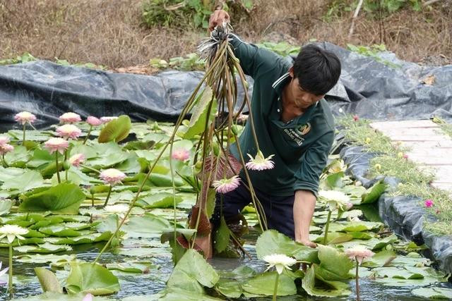 Mỗi tháng, chị Sánh bán hàng ngàn cây hoa súng. Ảnh: DUY TÂN Mỗi tháng, chị Sánh bán hàng ngàn cây hoa súng. Ảnh: DUY TÂN