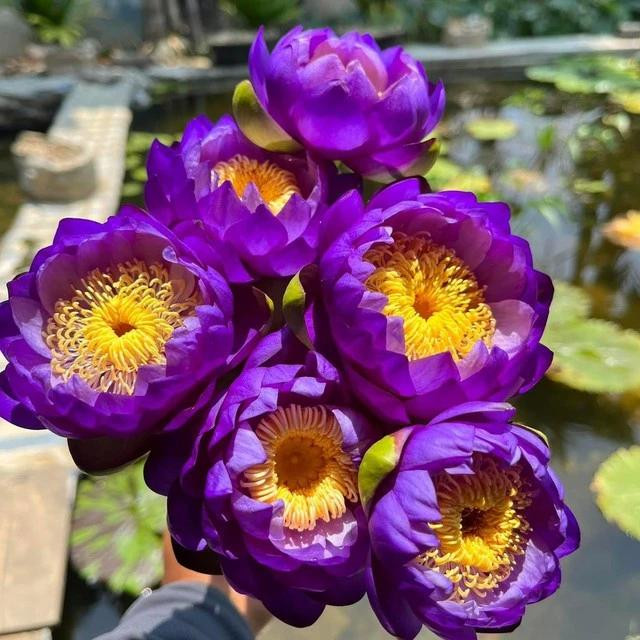 Bó hoa súng Úc được chị Sánh cắt bán cho khách cắm hoa trang trí Bó hoa súng Úc được chị Sánh cắt bán cho khách cắm hoa trang trí