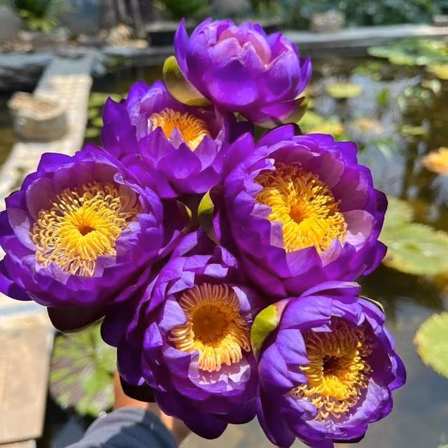 Bó hoa súng Úc được chị Sánh cắt bán cho khách cắm hoa trang trí