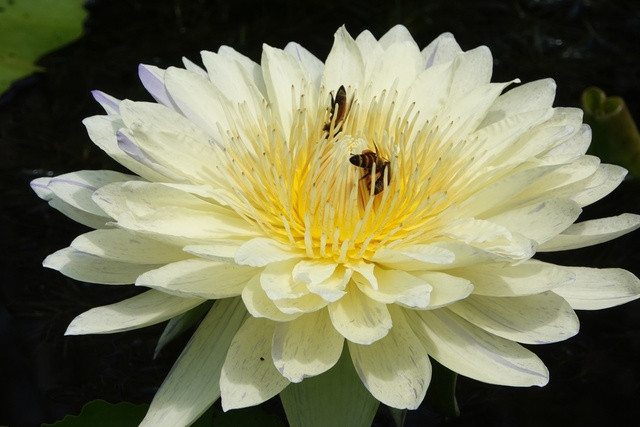 Hoa súng Thái khao vàng. Ảnh: DUY TÂN Hoa súng Thái khao vàng. Ảnh: DUY TÂN