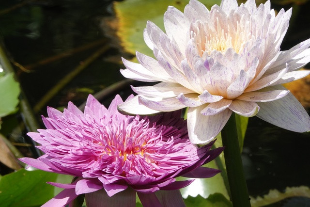 Hoa súng Thái khao tím lợt. Ảnh: DUY TÂN Hoa súng Thái khao tím lợt. Ảnh: DUY TÂN