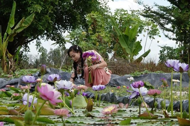 Chị Sánh thu hoạch hoa súng Thái và súng Úc để bán lẻ cho khách đặt cắm hoa Chị Sánh thu hoạch hoa súng Thái và súng Úc để bán lẻ cho khách đặt cắm hoa
