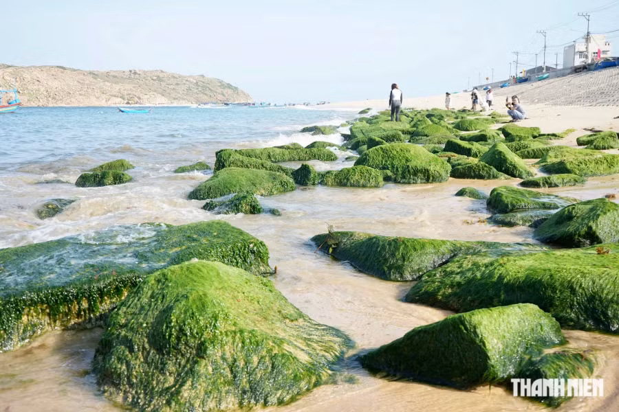 Bãi đá rêu Nhơn Hải xuất hiện khoảng vài năm trở lại đây, sau khi xây dựng mới kè chắn sóng ở xã Nhơn Hải. Mùa này, khi bình minh lên hay hoàng hôn buông xuống, các bãi đá ven bờ biển hiện lên với màu xanh tươi mới, vô cùng bắt mắt. Ảnh: THANH QUÂN