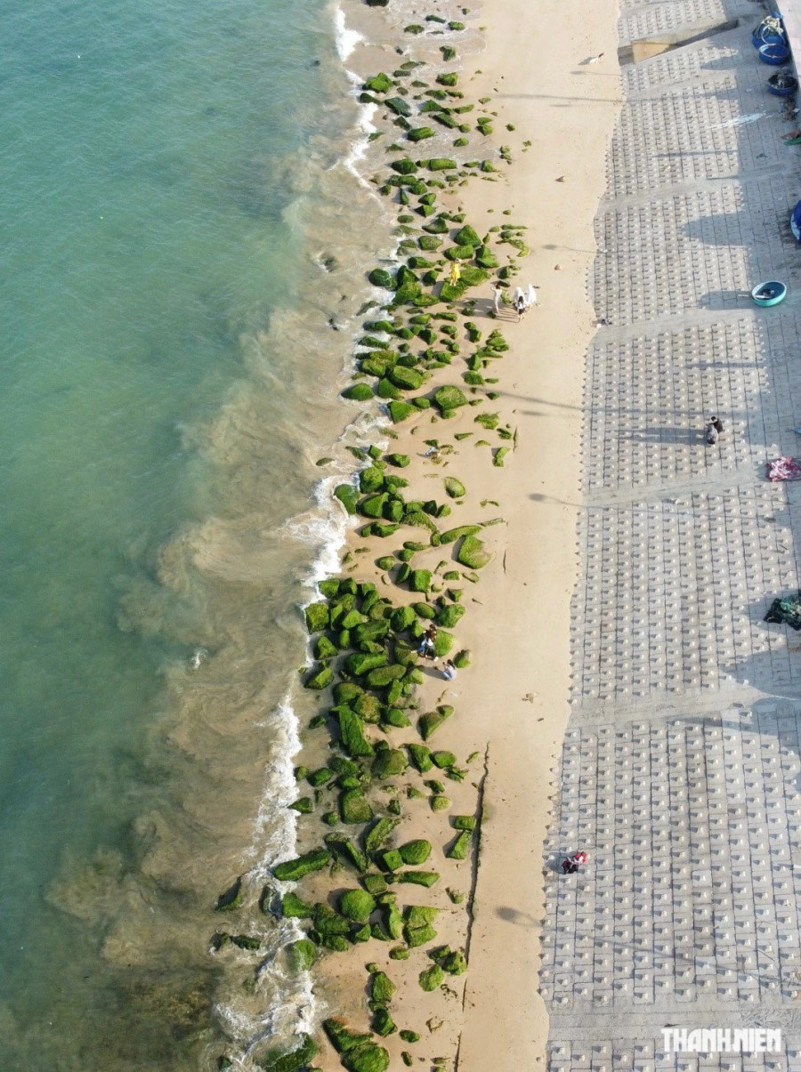 Ông Nguyễn Ngọc Nam, Phó Chủ tịch UBND xã Nhơn Hải cho biết, mùa rêu xanh trên bãi đá là khởi đầu cho mùa du lịch hè ở Nhơn Hải. Từ đây cho tới hết tháng 7, tháng 8, lượng khách du lịch ghé địa phương rất đông. Ảnh: THANH QUÂN