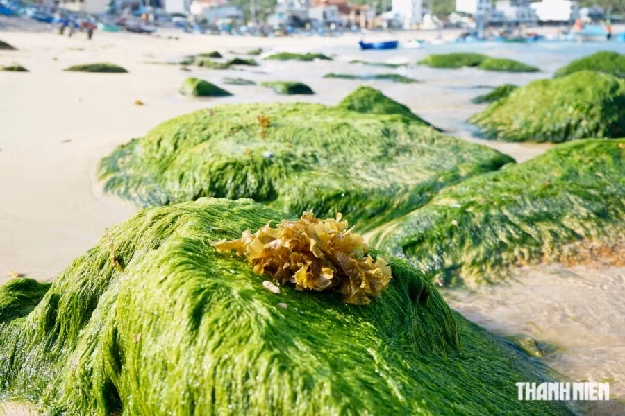 Những phiến đá gồ ghề được bao phủ bởi màu xanh của rong rêu đua nhau mọc lên. Loại rêu này xanh ngắt, bám chặt vào đá, lay nhẹ theo mặt nước biển. Ảnh: THANH QUÂN