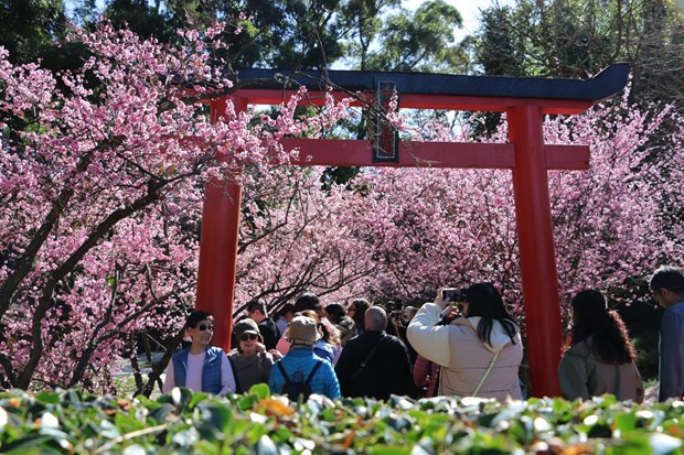 Lễ hội hoa anh đào Sydney 2023 thu hút hàng trăm nghìn du khách đến tham quan và thưởng thức. (Ảnh: Thanh Tú/TTXVN)