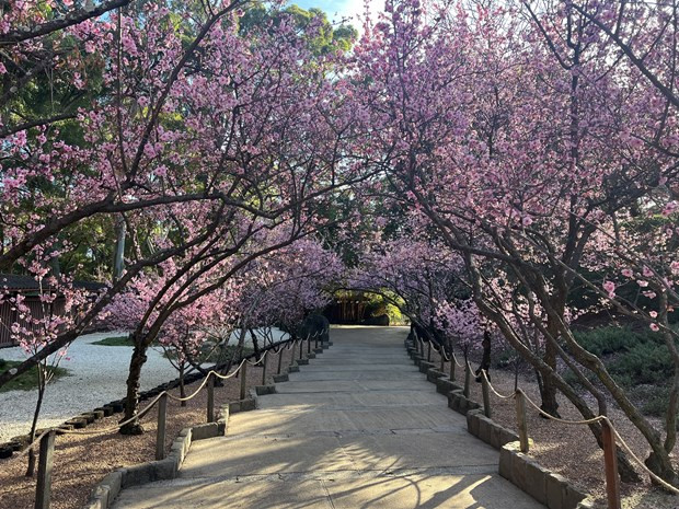 Con đường chính dẫn du khách bước vào không gian lãng mạn, đầy mộng mơ của những cây hoa anh đào đua nhau khoe sắc. (Ảnh: Văn Linh/TTXVN)
