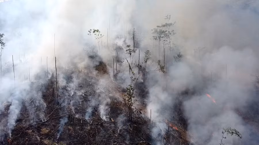 Những cánh rừng bị đốt thực bì.