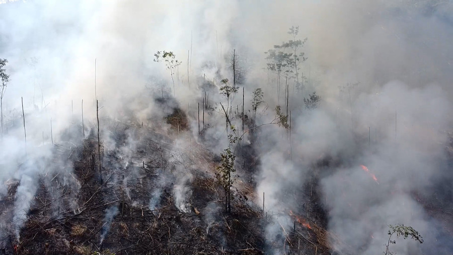 Những cánh rừng bị đốt thực bì. Những cánh rừng bị đốt thực bì.