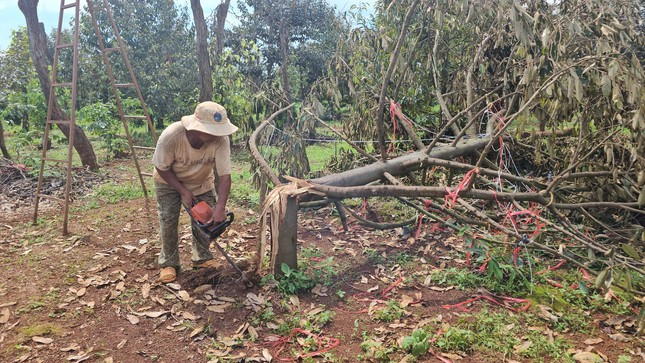 Sầu riêng nhà ông Y Dớt bị bật gốc.