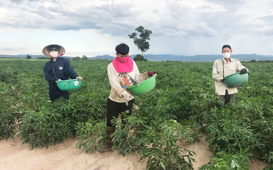 Người dân huyện Phú Thiện bón phân chăm sóc cây mì. Ảnh: N.D Người dân huyện Phú Thiện bón phân chăm sóc cây mì. Ảnh: N.D