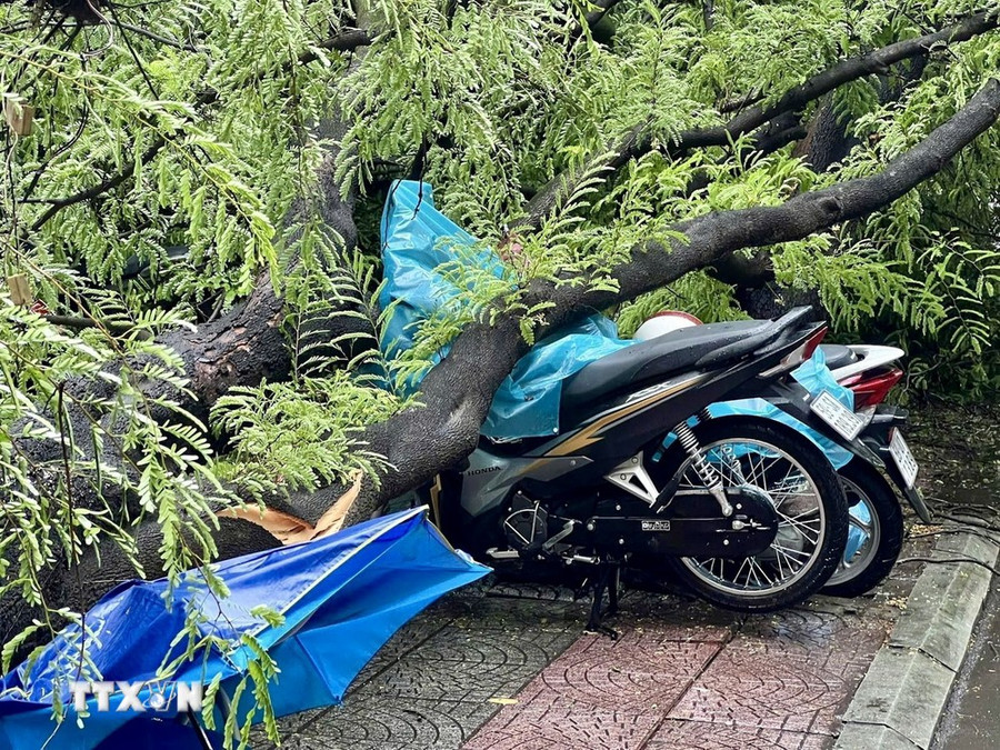 Cây xanh bật gốc đè lên một số xe máy sau cơn mưa trên đường Nguyễn Du, quận 1. (Ảnh: TTXVN phát) Cây xanh bật gốc đè lên một số xe máy sau cơn mưa trên đường Nguyễn Du, quận 1. (Ảnh: TTXVN phát)