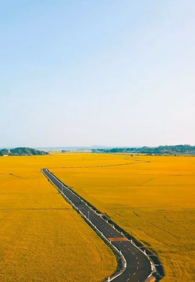 Đi trên đường D.55 đến cầu An Nhứt thì rẽ vào. Đây chính là con đường đang "gây sốt" trên mạng xã hội - nơi ngắm hoàng hôn và chụp ảnh đẹp nhất. Con đường nhựa băng qua cánh đồng lúa dài 2,3 km, tổng chi phí 10,3 tỉ đồng, vừa hoàn thành trước Tết Giáp Thìn. Công trình nằm trong chương trình xây dựng nông thôn mới được đầu tư bằng ngân sách của tỉnh Bà Rịa - Vũng Tàu và huyện Long Điền. Ảnh LE NGUYEN