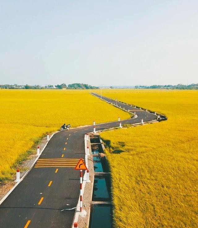Hình ảnh cánh đồng lúa &quot;gây sốt&quot; trên nhiều trang mạng xã hội. Cánh đồng lúa trải dài được chia cắt bởi những bờ mương nhỏ tạo nên khung cảnh vô cùng nên thơ. Ảnh LE NGUYEN