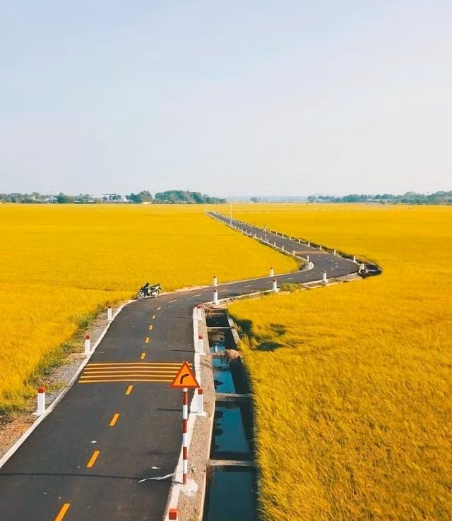 Hình ảnh cánh đồng lúa "gây sốt" trên nhiều trang mạng xã hội. Cánh đồng lúa trải dài được chia cắt bởi những bờ mương nhỏ tạo nên khung cảnh vô cùng nên thơ. Ảnh LE NGUYEN