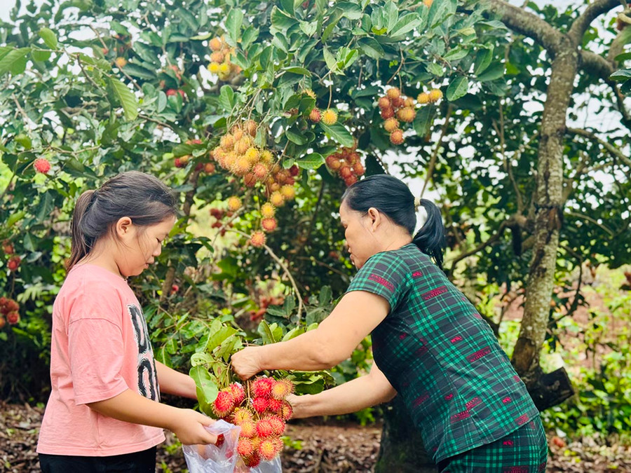 Du khách tham quan và mua chôm chôm tại vườn ở xã Ia Tô. Ảnh: N.T.D Du khách tham quan và mua chôm chôm tại vườn ở xã Ia Tô. Ảnh: N.T.D