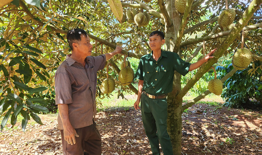 Ông Nguyễn Văn Thái (bên trái, thôn 6, xã Ia Blang) trao đổi kinh nghiệm trồng sầu riêng với lãnh đạo Hội Cựu chiến binh xã. Ảnh: Phạm Ngọc Ông Nguyễn Văn Thái (bên trái, thôn 6, xã Ia Blang) trao đổi kinh nghiệm trồng sầu riêng với lãnh đạo Hội Cựu chiến binh xã. Ảnh: Phạm Ngọc