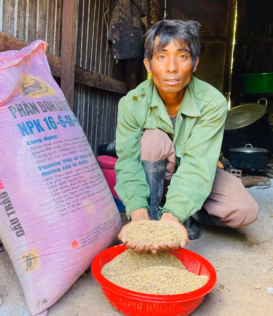 Anh Đrô buồn rầu vì chất thải chăn nuôi khiến cây lúa phát triển quá tốt, dẫn đến bị lép hạt, giảm năng suất. Ảnh: Hồng Thương