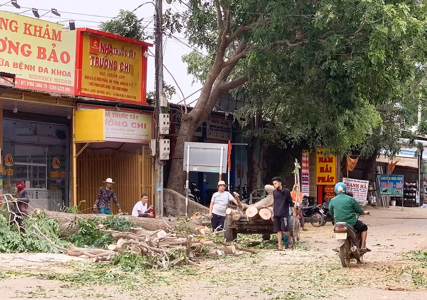 Trước mùa mưa bão, huyện Chư Prông vận động người dân cắt tỉa cây xanh trước nhà để đảm bảo an toàn. Ảnh: Nhật Hào