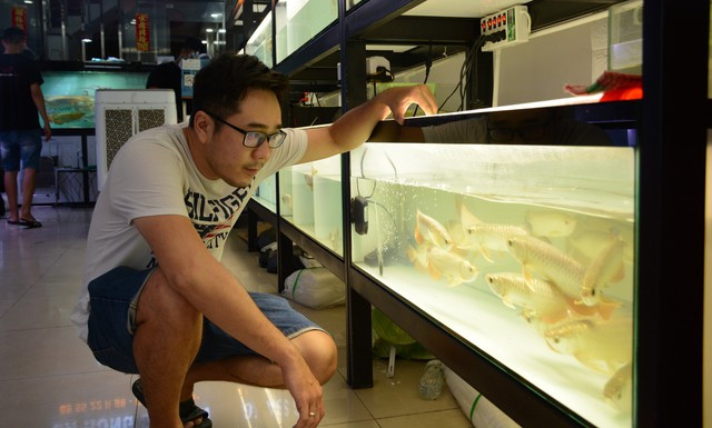 Anh Hưng bên những con cá rồng của. Ảnh: Tấn Đạt