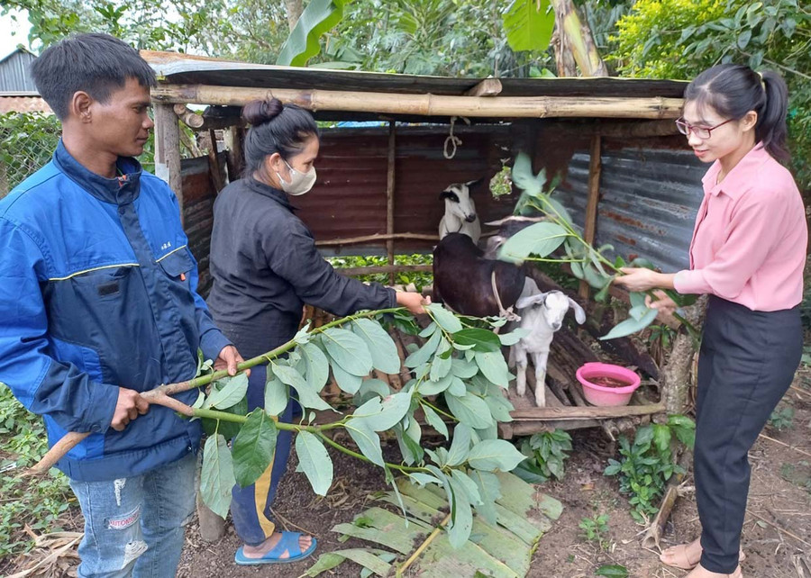 Ngoài tham mưu triển khai mô hình sinh kế cho hộ nghèo, bà Trương Thị Hồng Tất (bìa phải) còn thường xuyên hướng dẫn các hộ chăm sóc đàn vật nuôi. Ảnh: P.D Ngoài tham mưu triển khai mô hình sinh kế cho hộ nghèo, bà Trương Thị Hồng Tất (bìa phải) còn thường xuyên hướng dẫn các hộ chăm sóc đàn vật nuôi. Ảnh: P.D