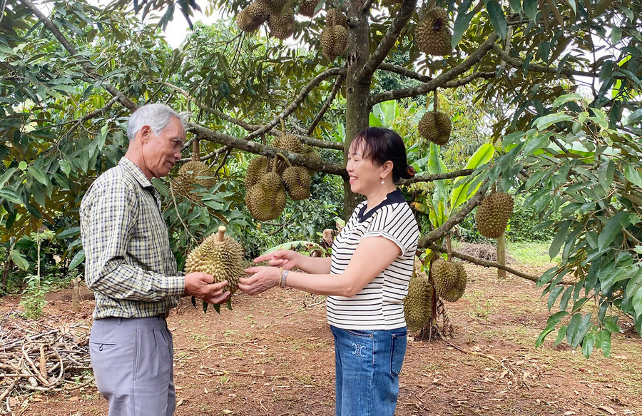 Bên cạnh cây chè, người dân xã Nghĩa Hưng đã phát triển cà phê và cây ăn quả mang lại hiệu quả kinh tế cao. Ảnh: S.C Bên cạnh cây chè, người dân xã Nghĩa Hưng đã phát triển cà phê và cây ăn quả mang lại hiệu quả kinh tế cao. Ảnh: S.C