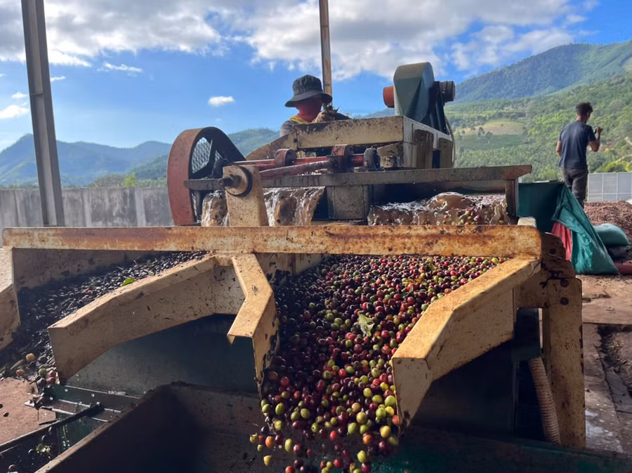 Chế biến hạt cà phê sau thu hoạch tại Công ty cổ phần cà phê đặc sản Đak Tơ Ver Việt Nam. Ảnh: Thiên Di