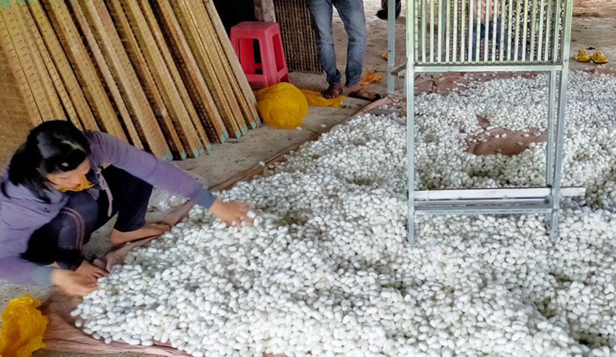 Trồng dâu nuôi tằm cũng là hướng đi đem lại thu nhập cao cho người dân trên địa bàn xã. Ảnh: Q.T Trồng dâu nuôi tằm cũng là hướng đi đem lại thu nhập cao cho người dân trên địa bàn xã. Ảnh: Q.T