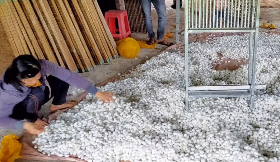 Trồng dâu nuôi tằm cũng là hướng đi đem lại thu nhập cao cho người dân trên địa bàn xã. Ảnh: Q.T