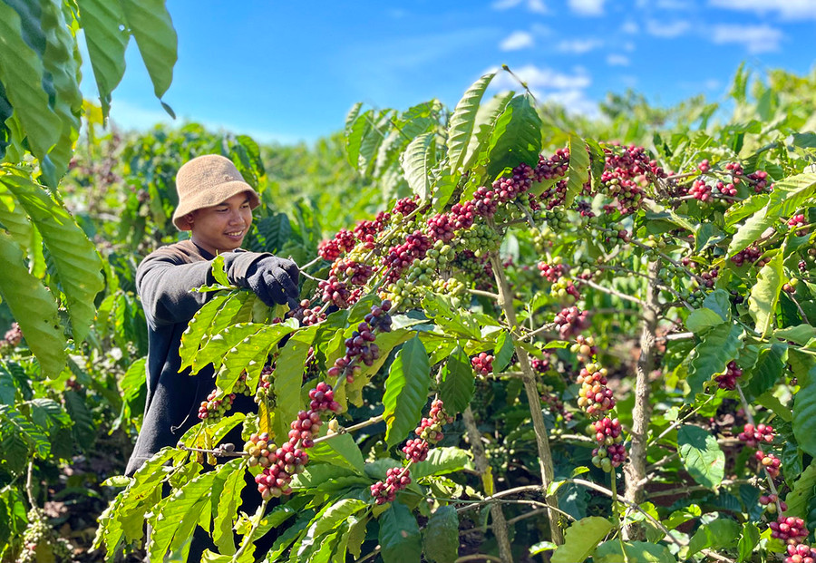 Nông dân thu hoạch cà phê. Ảnh: Vũ Thảo