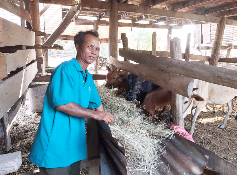 Người dân xã Ia Sao đẩy mạnh phát triển chăn nuôi để vươn lên thoát nghèo bền vững. Ảnh: Nguyễn Diệp