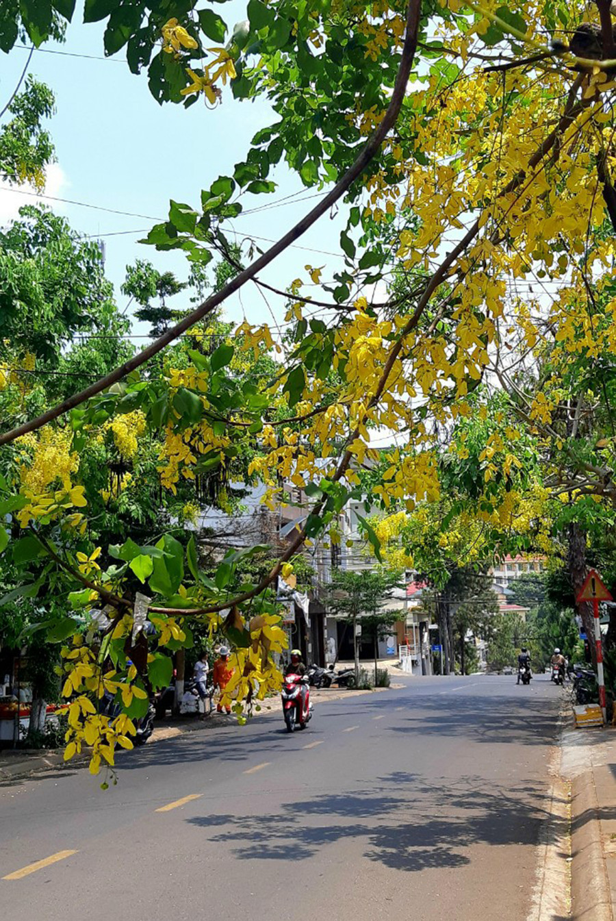 Hoa muồng vàng trên đường Thống Nhất, TP. Pleiku. Ảnh: Duy Lê Hoa muồng vàng trên đường Thống Nhất, TP. Pleiku. Ảnh: Duy Lê