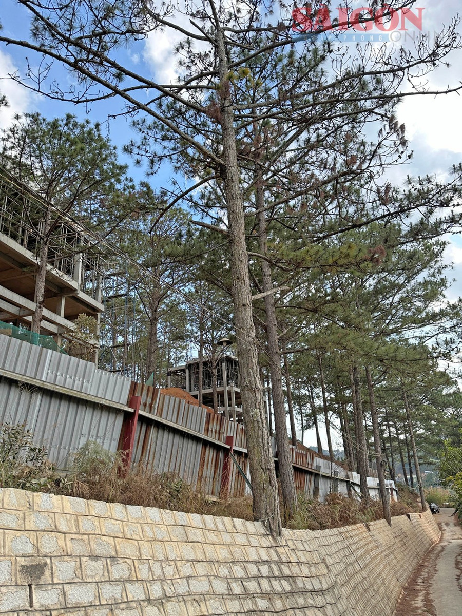 Một cây thông ba lá bị xây &quot;bịt gốc&quot; tại dự án nghỉ dưỡng, lá bắt đầu héo khô. Ảnh: ĐOÀN KIÊN