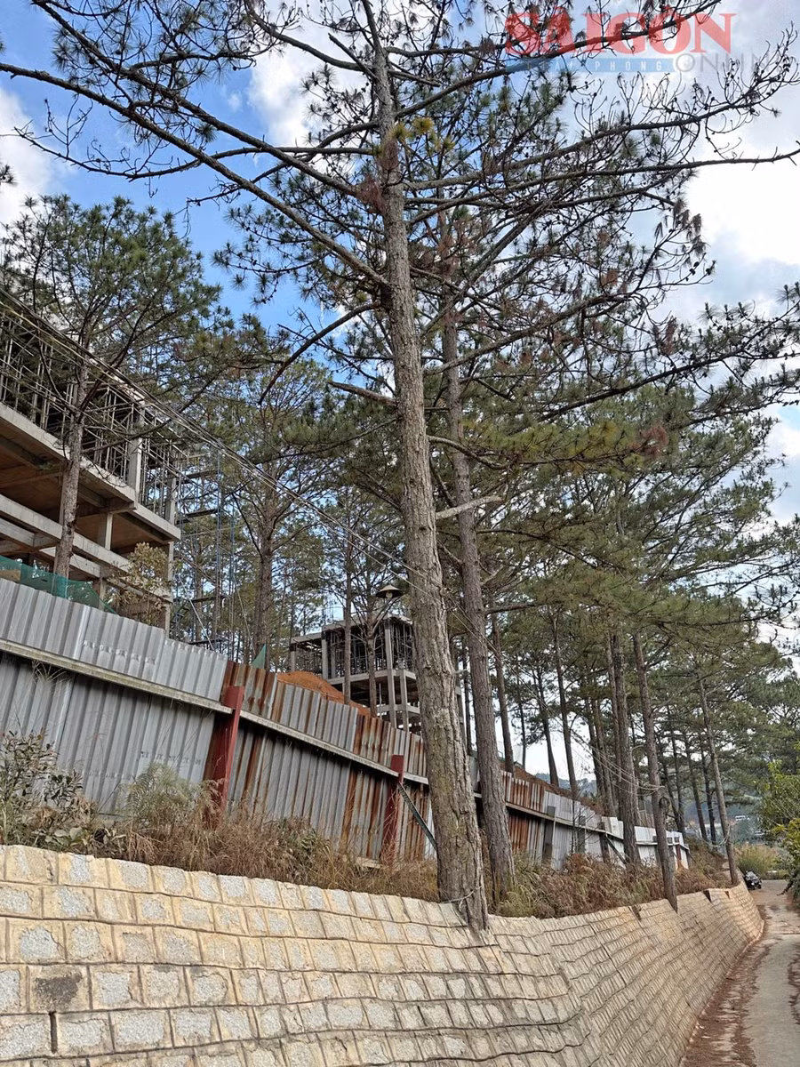 Một cây thông ba lá bị xây "bịt gốc" tại dự án nghỉ dưỡng, lá bắt đầu héo khô. Ảnh: ĐOÀN KIÊN