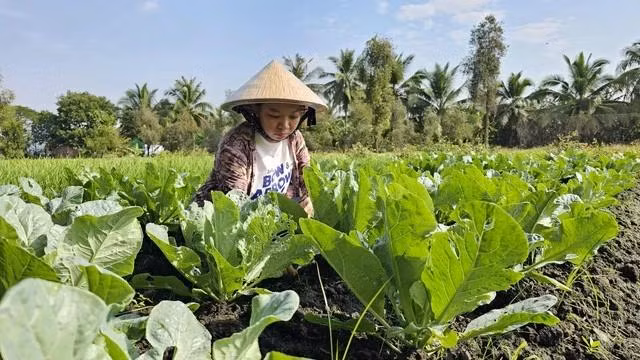 Duyên phụ giúp gia đình công việc đồng áng mỗi ngày. Ảnh: NAM LONG