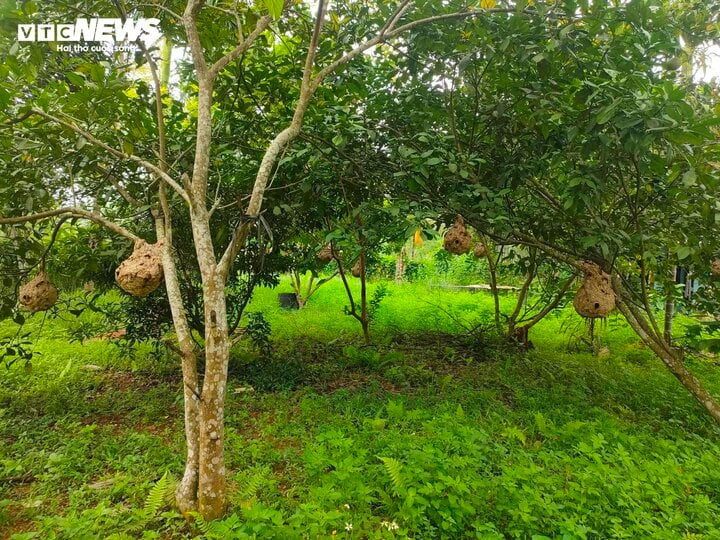 Vườn ong gần trăm tổ của anh Thế Anh.