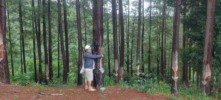 Diện tích rừng công ty trồng ở huyện Tu Mơ Rông nằm ngoài diện tích UBND tỉnh cho thuê